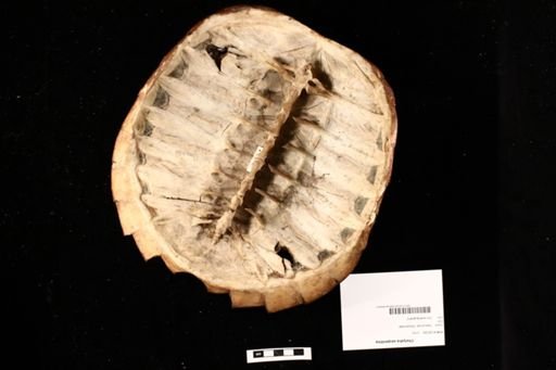 Chelydra serpentina