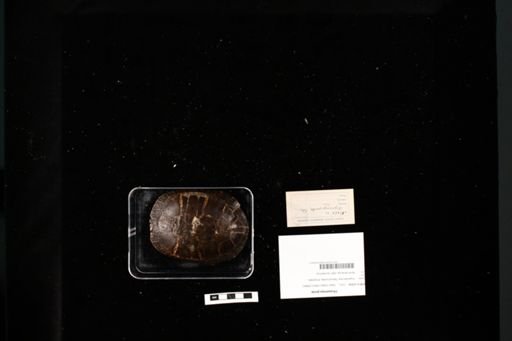 Chrysemys picta