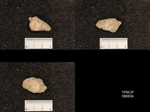 Rhynchotrema capax