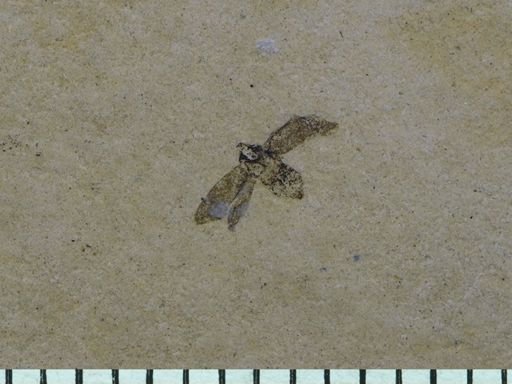 undet. Auchenorrhyncha