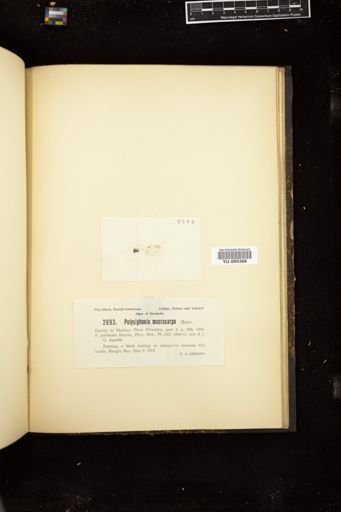 Polysiphonia macrocarpa