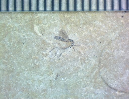 undet. Diptera