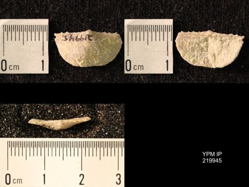 Chonetes granulifer transversalis
