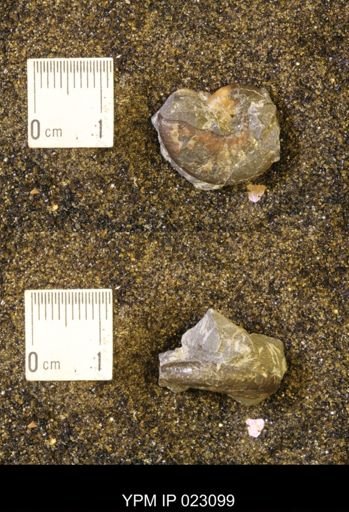 Discoscaphites rossi