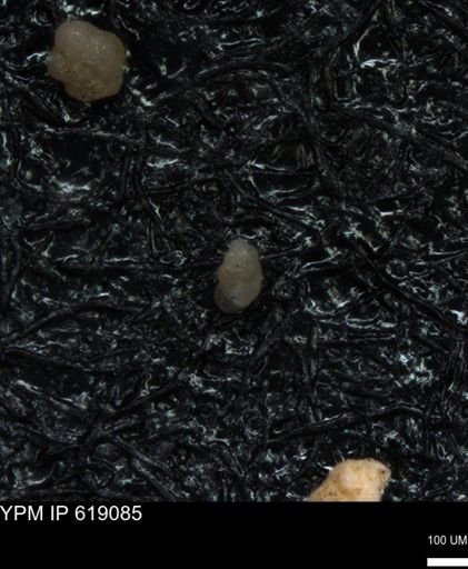 undet. Foraminiferida