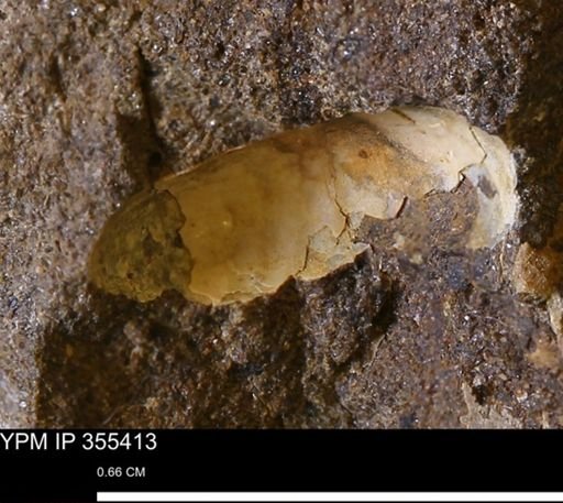 undet. Mollusca