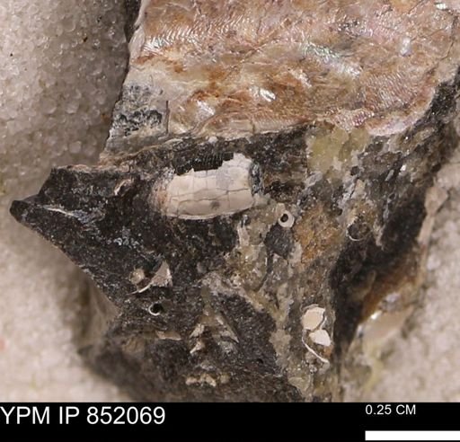 undet. Bivalvia
