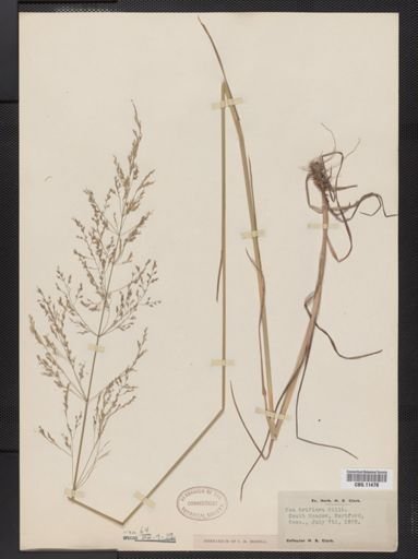 Poa palustris