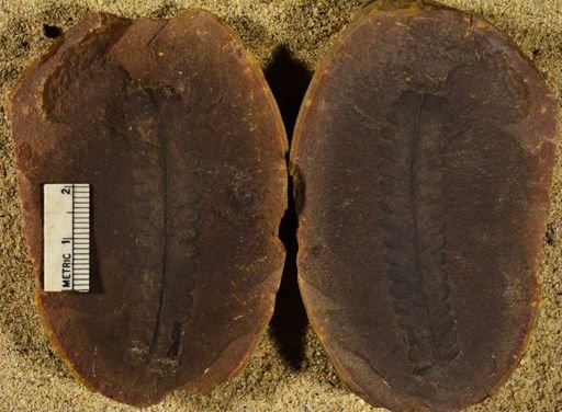 Pecopteris
