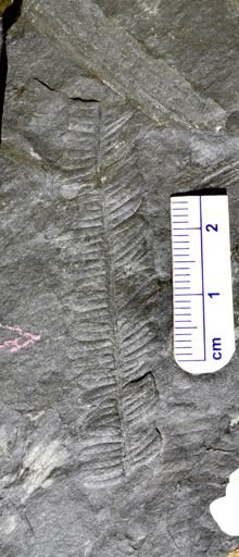 Pecopteris sp.