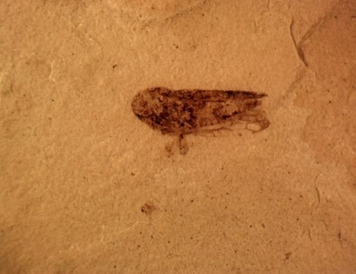undet. Cicadellidae