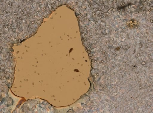 Trichocerca rattus