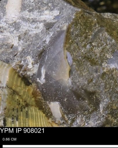 undet. Mollusca