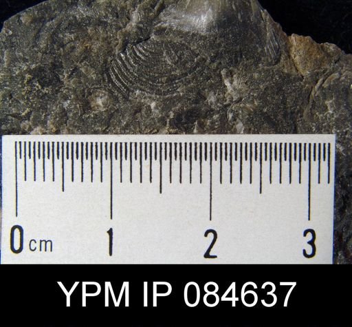 Leptaena rhomboidalis