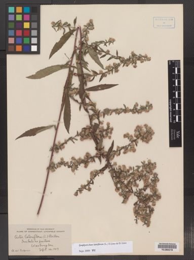 Symphyotrichum lateriflorum