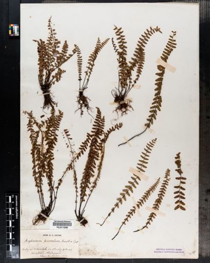 Asplenium resiliens
