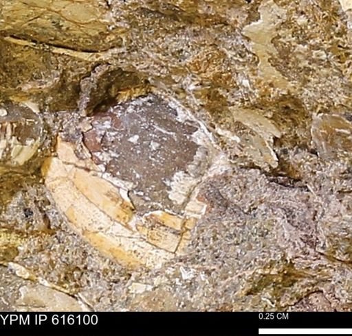 undet. Bivalvia