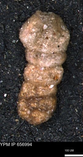 Ammobaculites euides