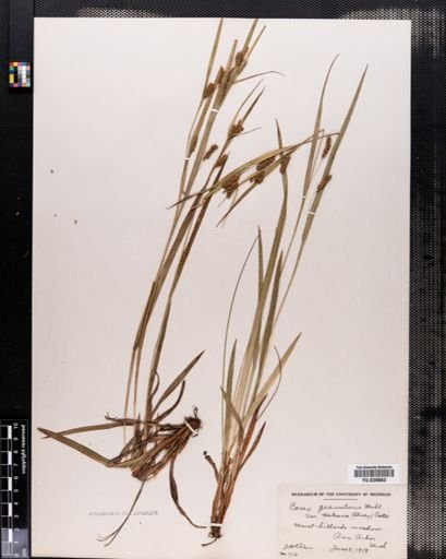 Carex granularis
