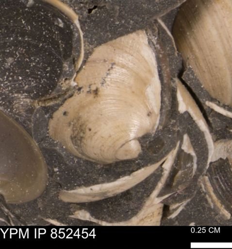 Limopsis striatopunctatus