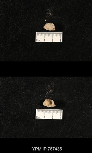 undet. Brachiopoda