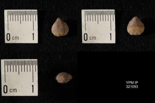 Dielasma breviplicatum