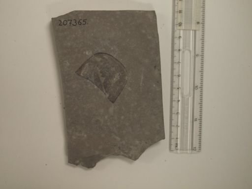Eurypterus sp.