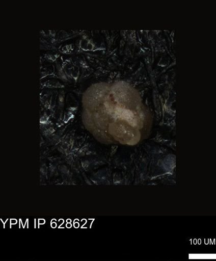 undet. Foraminiferida