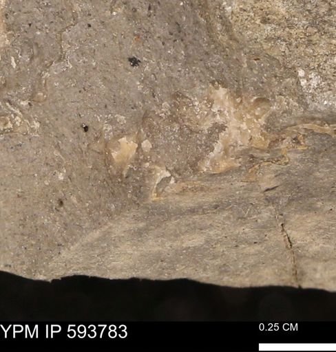 Baculites sp.