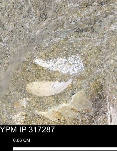 undet. Scaphitidae