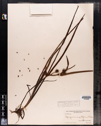 Sparganium angustifolium