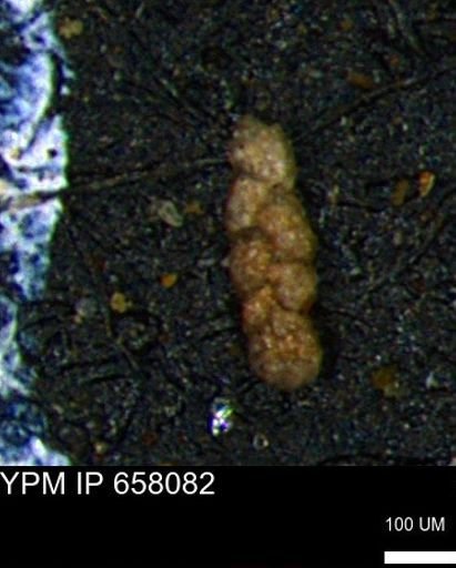 Ammobaculoides phaulus