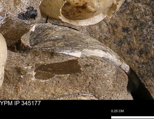 Limopsis striatopunctatus