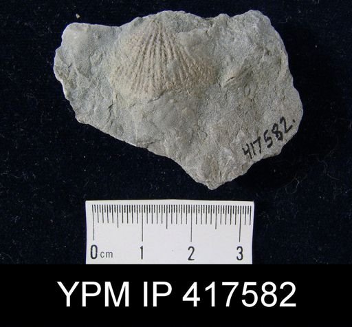Hebertella fausta