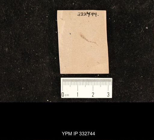 undet. Hexapoda