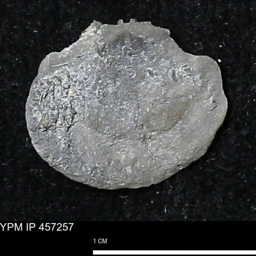 Pholidostrophia iowaensis