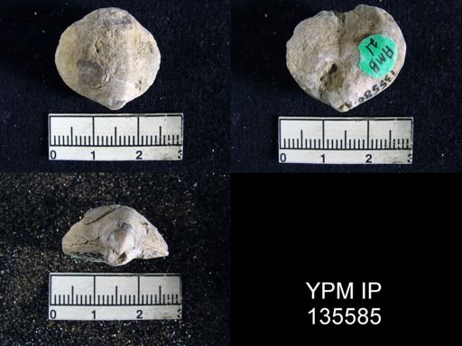 Athyris capillata