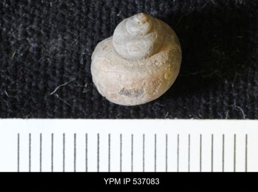 Viviparus montanaensis