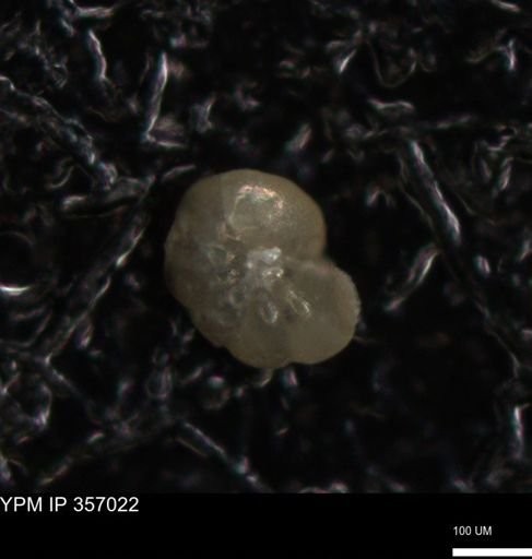 undet. Foraminiferida