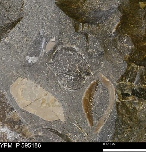 undet. Bivalvia