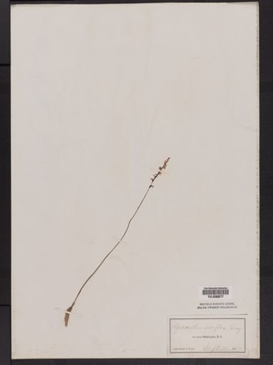Spiranthes grayi