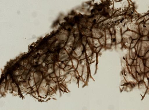 Spongia sp.
