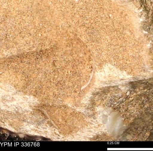 undet. Bivalvia