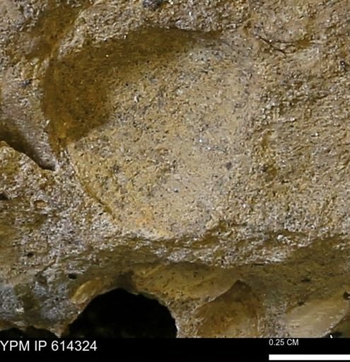 Limopsis striatopunctatus