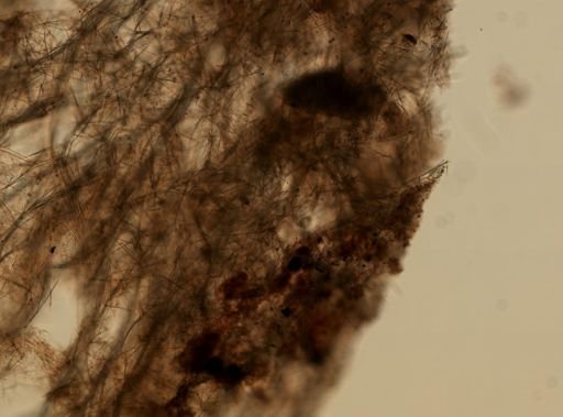 Halichondria panicea