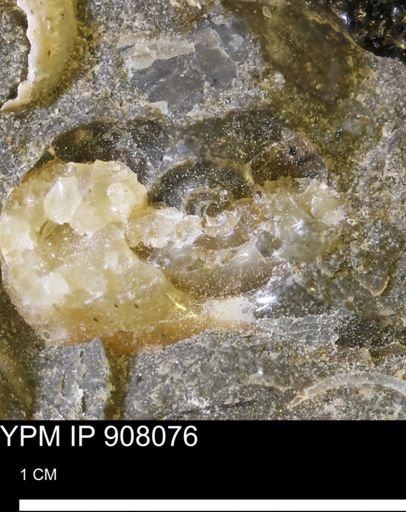 undet. Scaphitidae