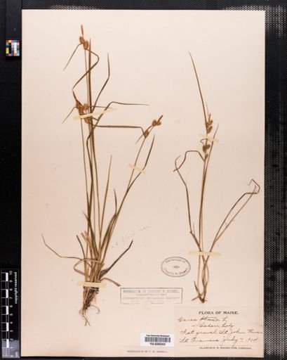 Carex demissa