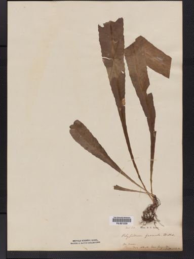 Polypodium