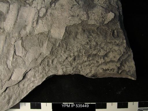 undet. Ostracoda