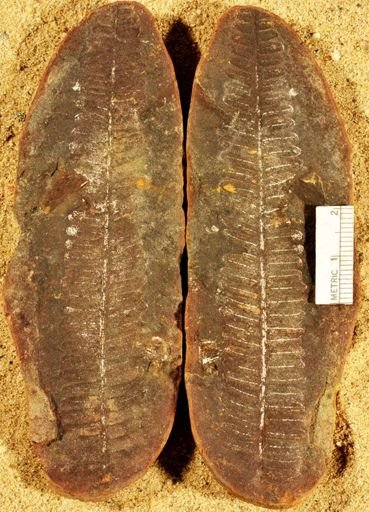 Pecopteris unitus